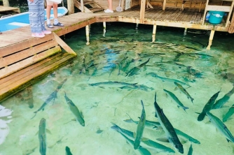 Roatan East End Tour – Saint Helene & Mangroves